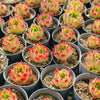 [PACK of 10 PLANTS] x Echeveria 'Elizabeth'
