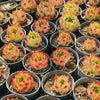 [PACK of 10 PLANTS] x Echeveria 'Elizabeth'