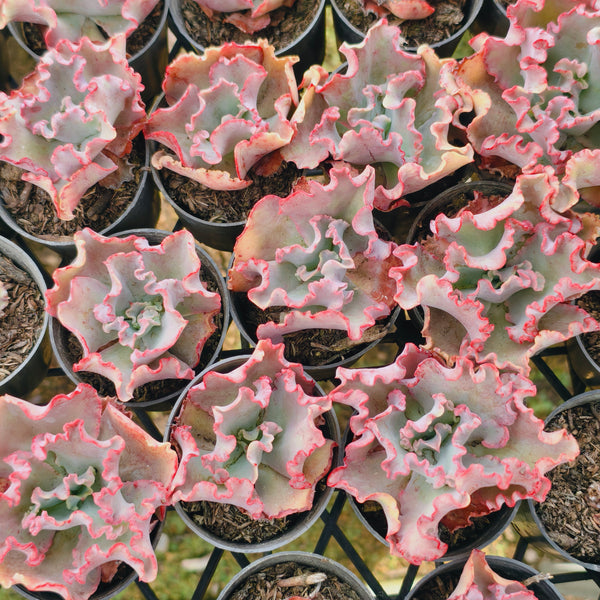 Echeveria 'Marjorie Pogue'