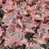 Echeveria 'Marjorie Pogue'