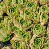 [PACK of 10 PLANTS] x Echeveria 'Elizabeth'