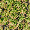 [PACK of 10 PLANTS] x Echeveria 'Elizabeth'