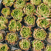 [PACK of 10 PLANTS] x Echeveria 'Elizabeth'