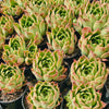 [PACK of 10 PLANTS] x Echeveria 'Elizabeth'