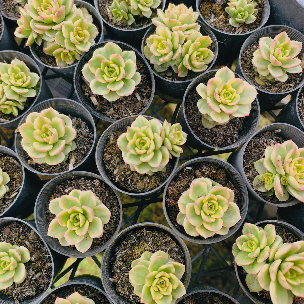 Sedeveria Rolly Variegata