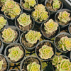 [PACK of 10 PLANTS] x Sedeveria Rolly Variegata