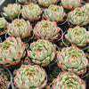 Echeveria 'White Dragon'