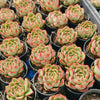 [PACK of 10 PLANTS] x Echeveria agavoides 'Fire Queen'