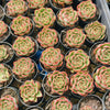 [PACK of 10 PLANTS] x Echeveria agavoides 'Fire Queen'