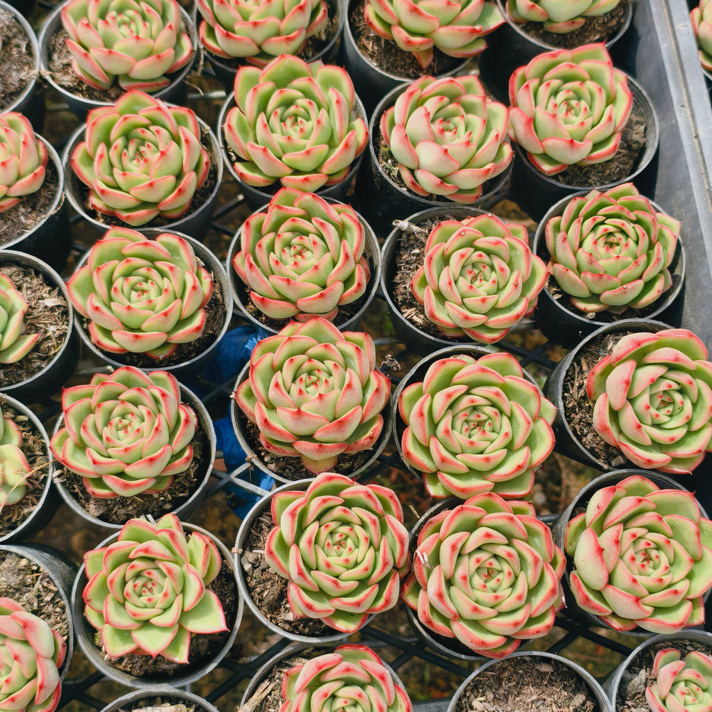 [PACK of 10 PLANTS] x Echeveria agavoides 'Fire Queen'