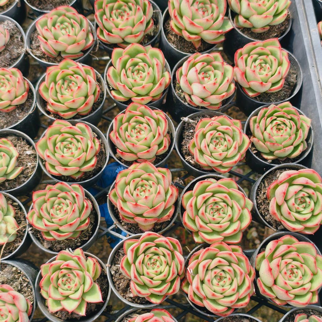 Echeveria agavoides 'Fire Queen'