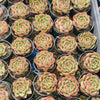 [PACK of 10 PLANTS] x Echeveria agavoides 'Fire Queen'