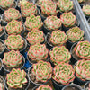 [PACK of 10 PLANTS] x Echeveria agavoides 'Fire Queen'