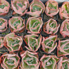 [PACK of 10 PLANTS] x Echeveria 'Bump' (young plant)