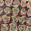 Echeveria 'Bumps' (young plant)
