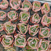 [PACK of 10 PLANTS] x Echeveria 'Bump' (young plant)