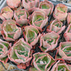 [PACK of 10 PLANTS] x Echeveria 'Bump' (young plant)