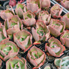 [PACK of 10 PLANTS] x Echeveria 'Bump' (young plant)