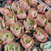 Echeveria 'Bumps' (young plant)