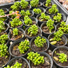 [PACK of 10 PLANTS] x Sedum Hernandezii