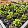 [PACK of 10 PLANTS] x Sedum Hernandezii