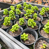 [PACK of 10 PLANTS] x Sedum Hernandezii