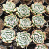 Echeveria Snowy Night