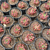 Pachyveria 'Red Banana' (XS)