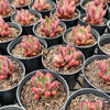 Pachyveria 'Red Banana' (XS)