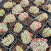 [PACK of 10 PLANTS] x Echeveria 'Ratam' CREST