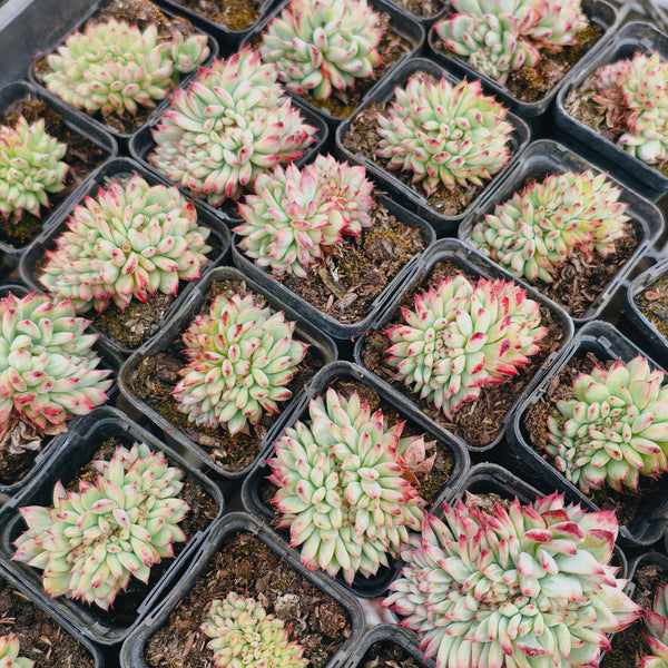 Echeveria 'Ratam' CREST – LET LOVE GROW (Succulent & Cactus)