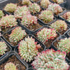 [PACK of 10 PLANTS] x Echeveria 'Ratam' CREST