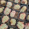 [PACK of 10 PLANTS] x Echeveria 'Ratam' CREST