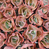 [PACK of 10 PLANTS] x Echeveria 'Mauna Loa' (Bump type Leaf)(SMALL)