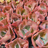 [PACK of 10 PLANTS] x Echeveria 'Mauna Loa' (Bump type Leaf)(SMALL)