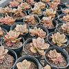 [PACK of 10 PLANTS] x Echeveria Chroma