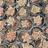 Echeveria Chroma