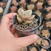 Echeveria Chroma