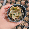 Echeveria Chroma