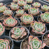 Echeveria 'Raindrops' (young plant)(NO DROPS)