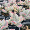 Cotyledon Orbiculata cv. Short Round Leaf variegated (2-3 HEADS)
