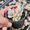 Cotyledon Orbiculata cv. Short Round Leaf variegated (2-3 HEADS)