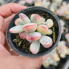 Cotyledon Orbiculata cv. Short Round Leaf variegated (2-3 HEADS)