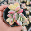 Cotyledon Orbiculata cv. Short Round Leaf variegated (2-3 HEADS)