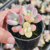Cotyledon Orbiculata cv. Short Round Leaf variegated (2-3 HEADS)