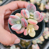 Cotyledon Orbiculata cv. Short Round Leaf variegated (2-3 HEADS)