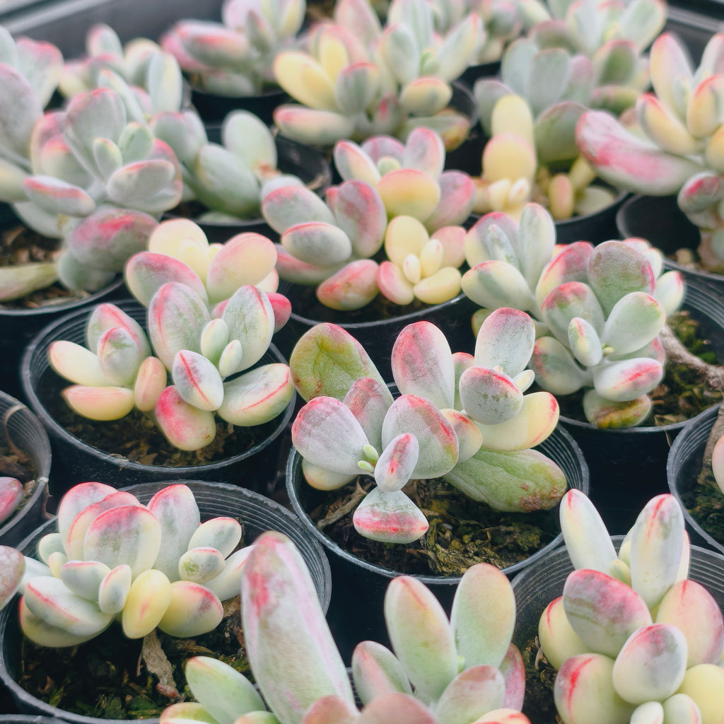 Cotyledon Orbiculata cv. Short Round Leaf variegated (2-3 HEADS)