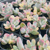 Cotyledon Orbiculata cv. Short Round Leaf variegated (2-3 HEADS)
