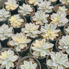 [PACK of 10 PLANTS] x Echeveria Subsessilis Variegated
