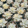 [PACK of 10 PLANTS] x Echeveria Subsessilis Variegated